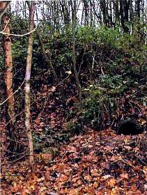 Image of a raised badger sett