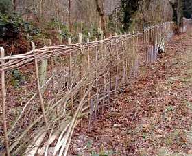 Image of hedge layering and re-planting