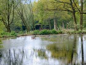 Image of a pond